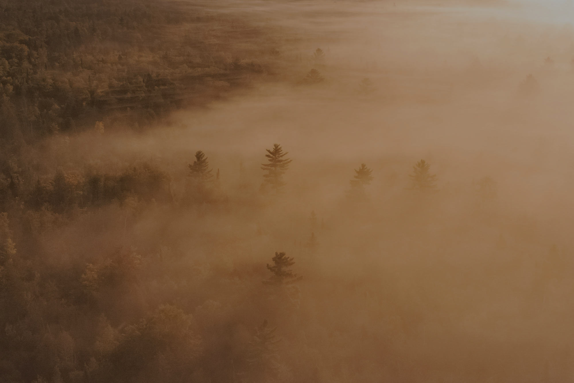 A brown dark forest with fog