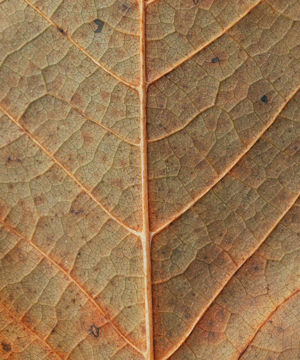 A close-up of a brown leaf showing fine details