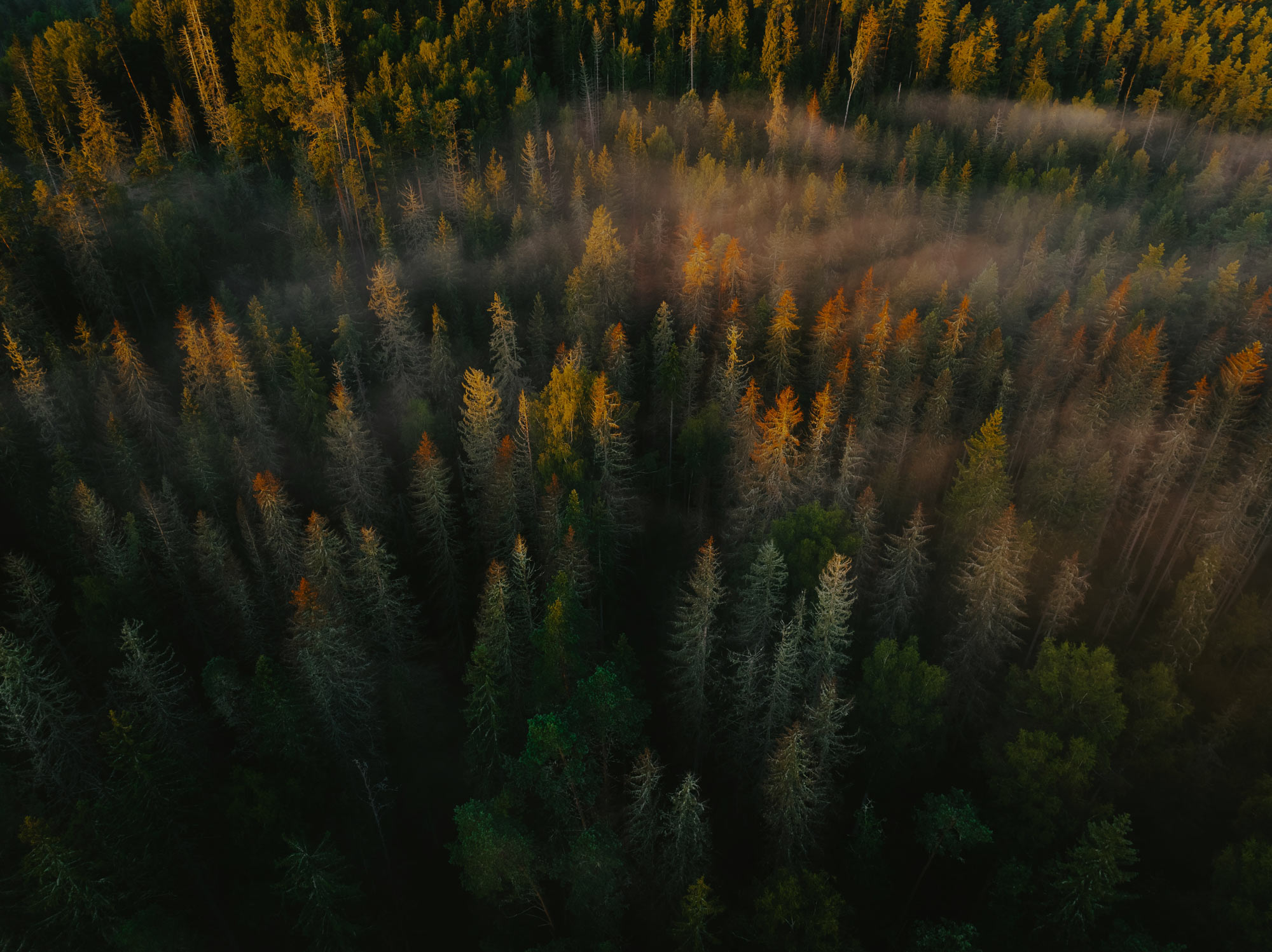 A brown dark forest with fog
